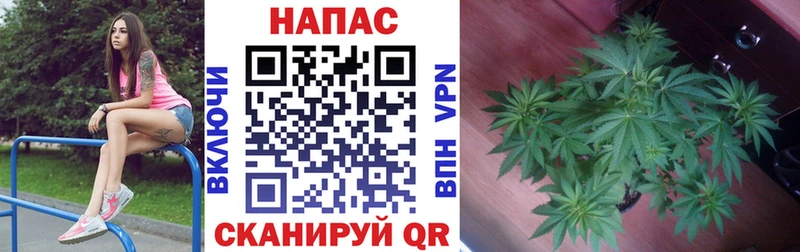 Канабис конопля  Волхов 